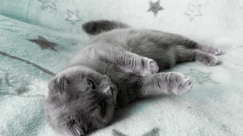 Lazy Cat’s Funny Couch Playtime 😂 | Cute Kitten Rolls Around