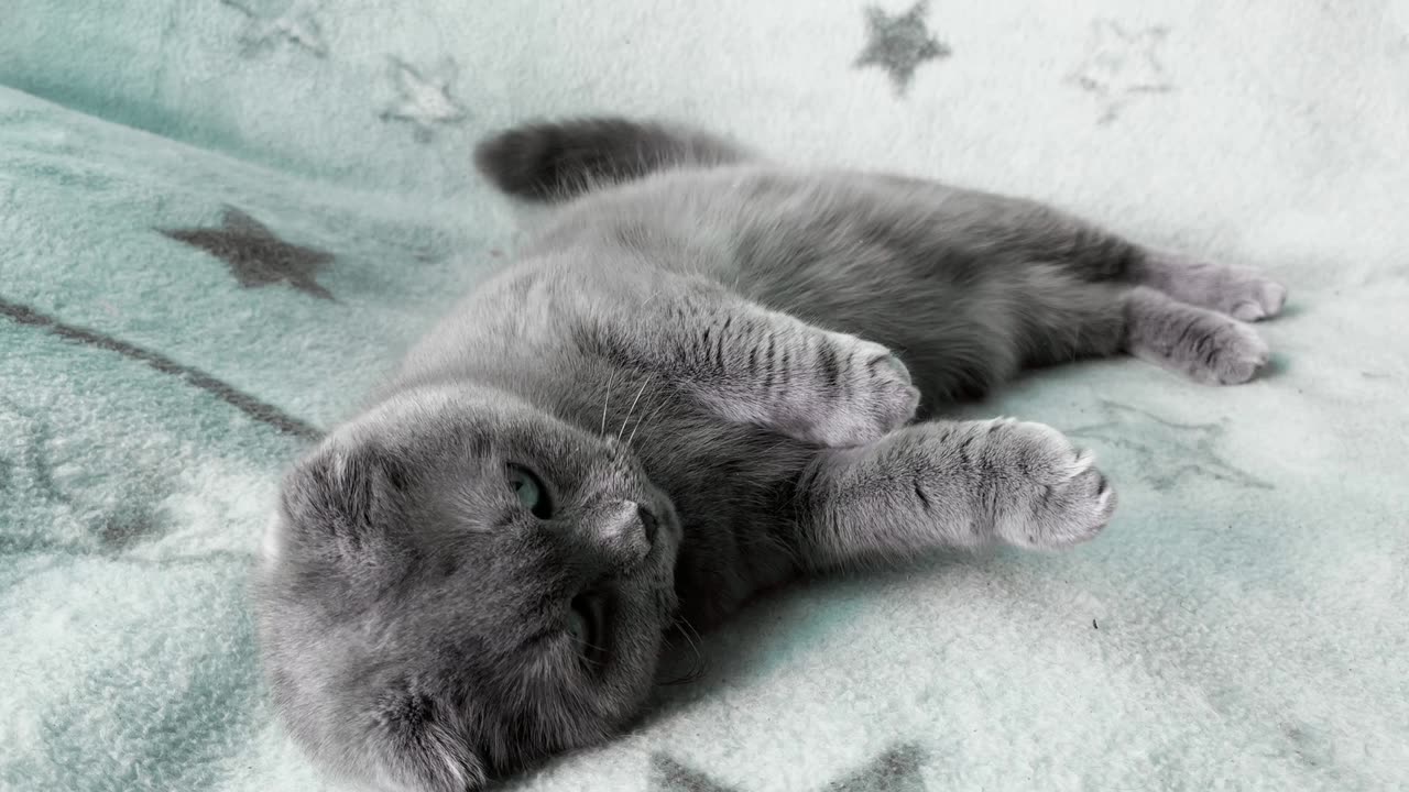 Lazy Cat’s Funny Couch Playtime 😂 | Cute Kitten Rolls Around