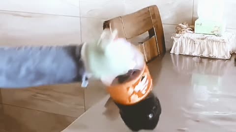 Funny video 😂🤣😂🤣