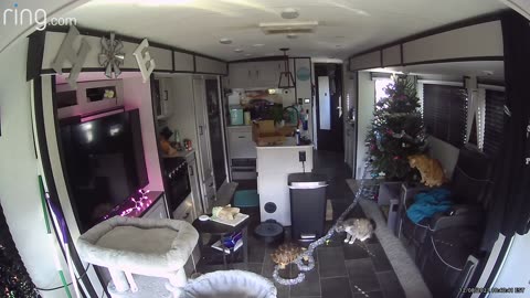 Tortoise Has His Own Christmas Decor Vision