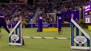 Breaking: Is this the fastest dog of all-time? 🐕 #foxsports #Dogs #westminster #