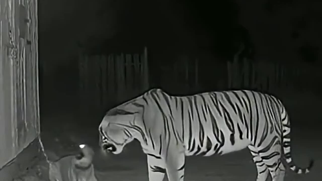 CCTV Caught the Goose Going Crazy