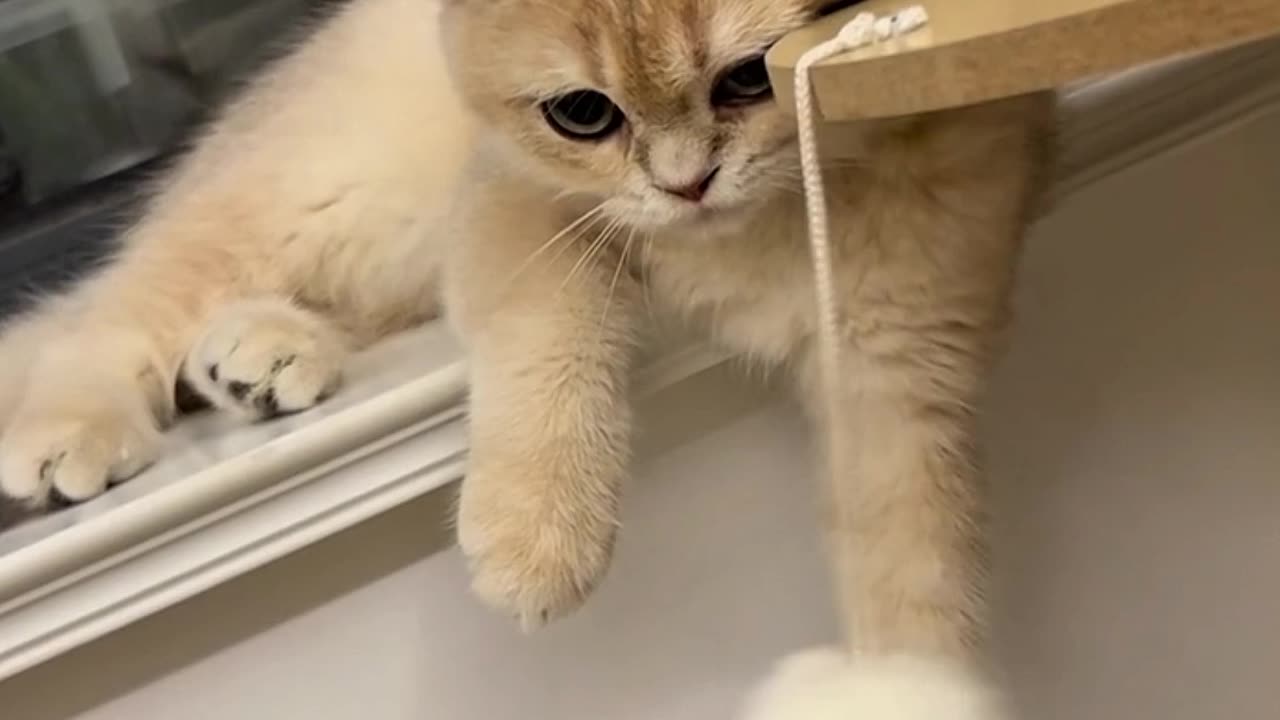 Cats Being Ridiculously Funny – Try Not to Laugh!