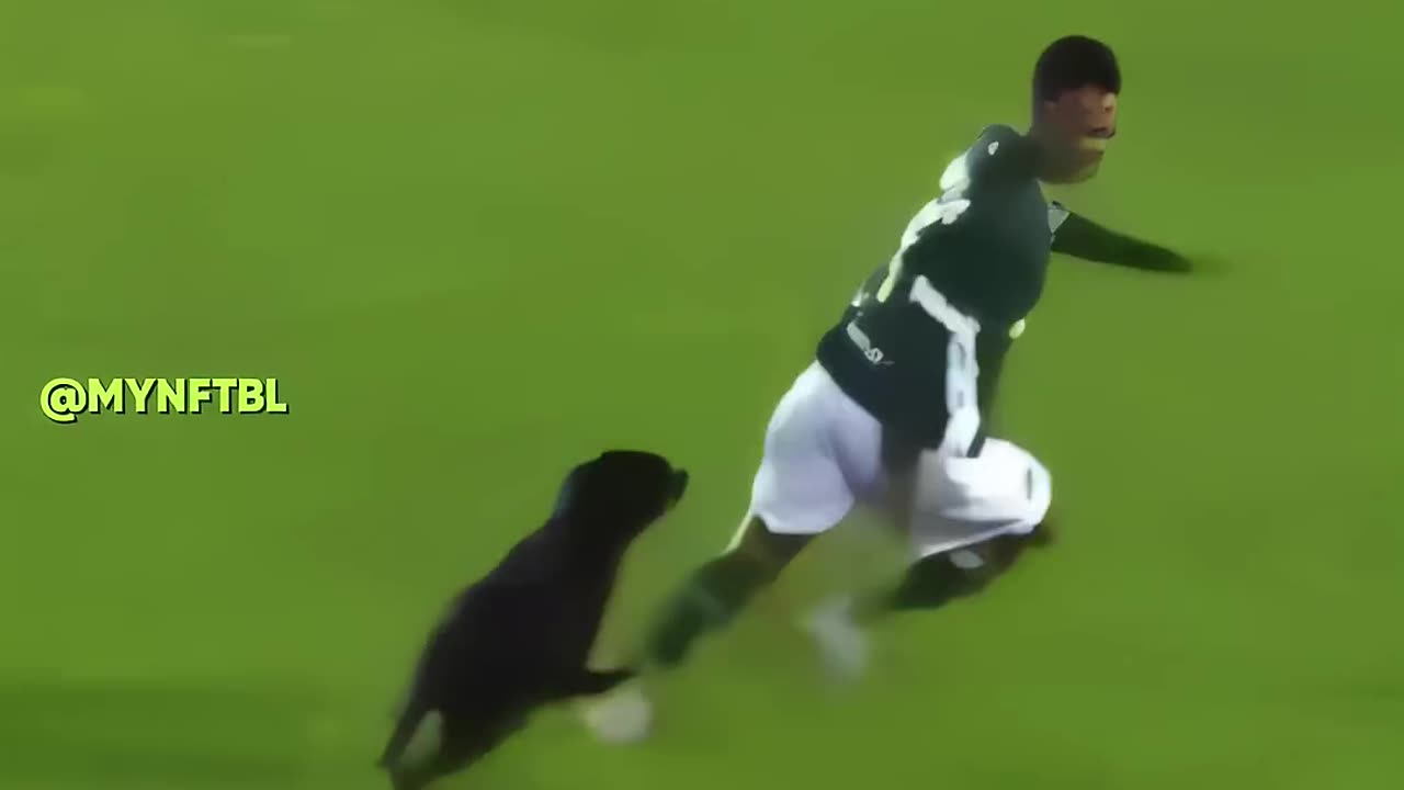 Animal's play football