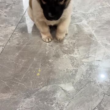 Mischievous Little Puppy