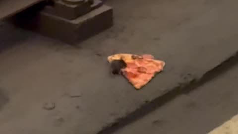 DC Metro Pizza Rat