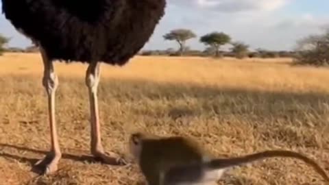 Monkey Caught Stealing Ostrich Eggs