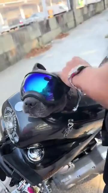 Dog biker