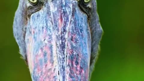 Shoebill Stork