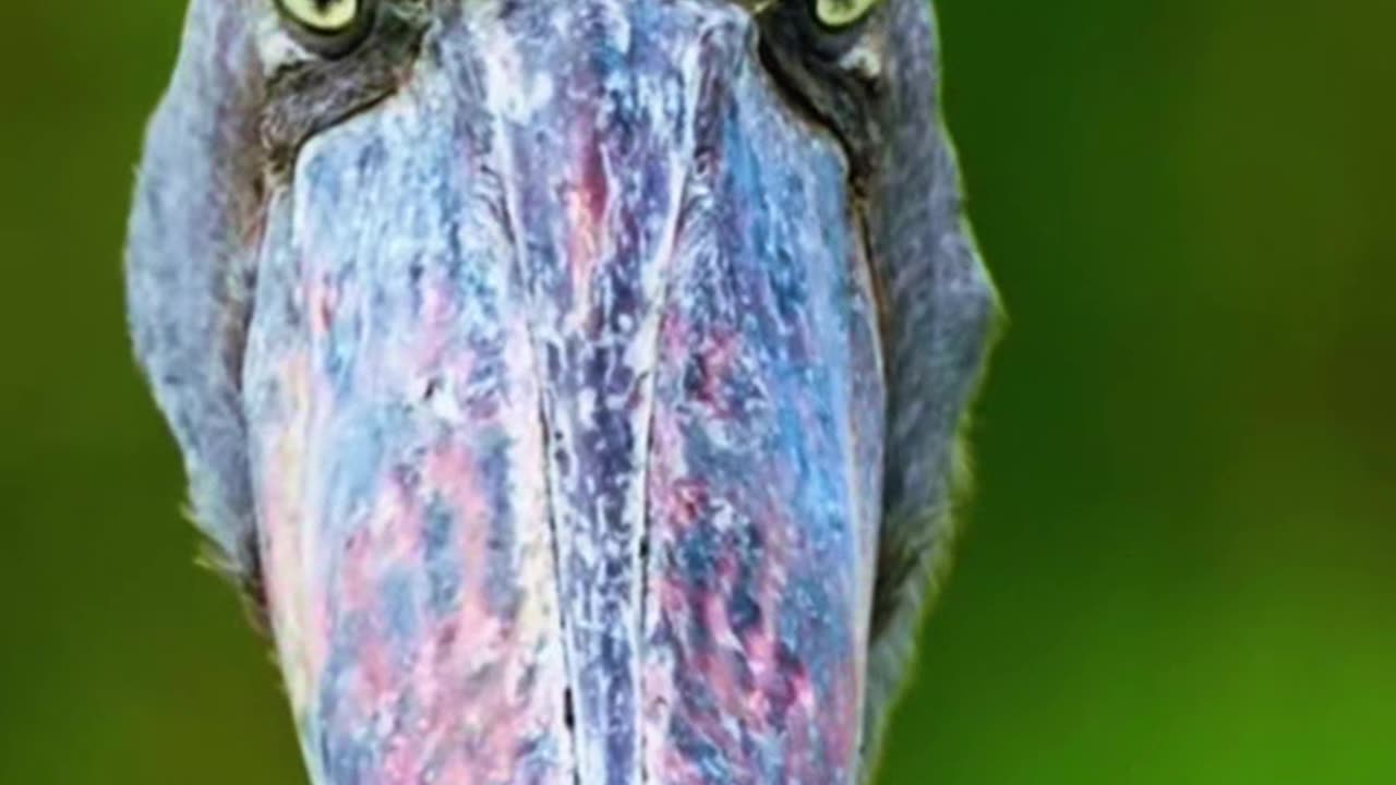 Shoebill Stork