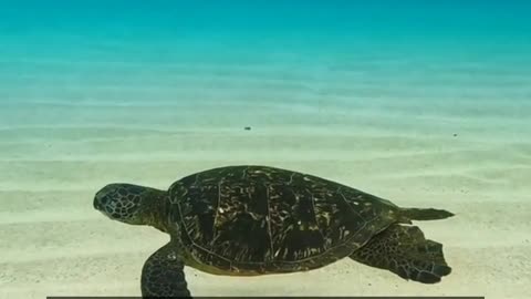 Daily Horoscope | Pisces 🌟