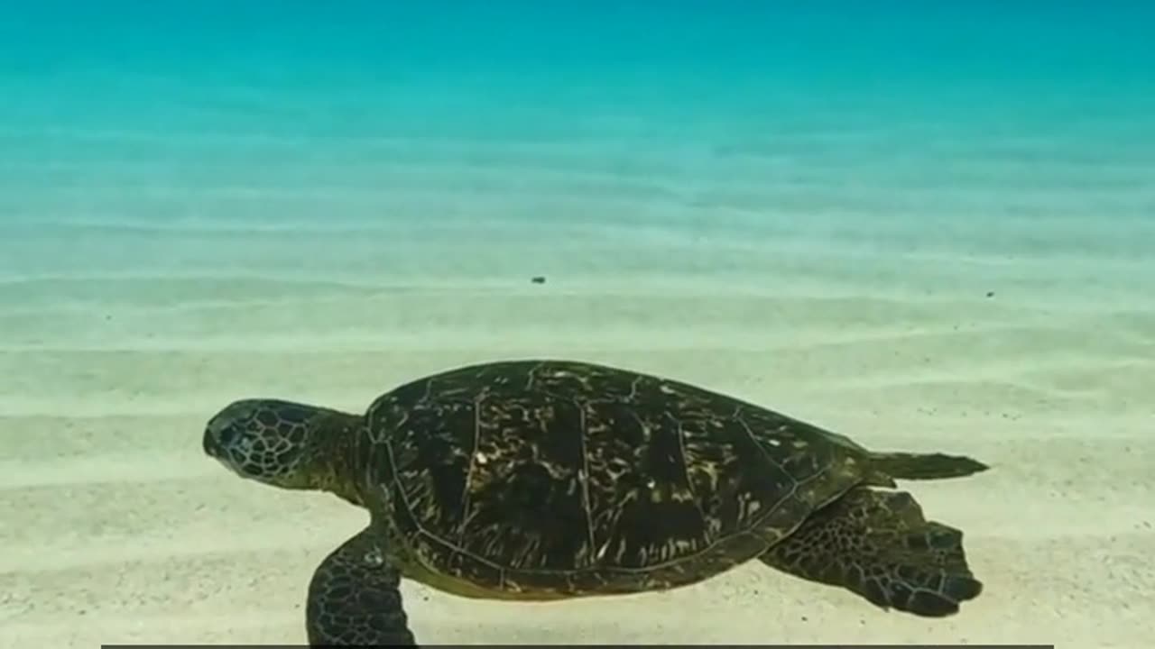 Daily Horoscope | Pisces 🌟