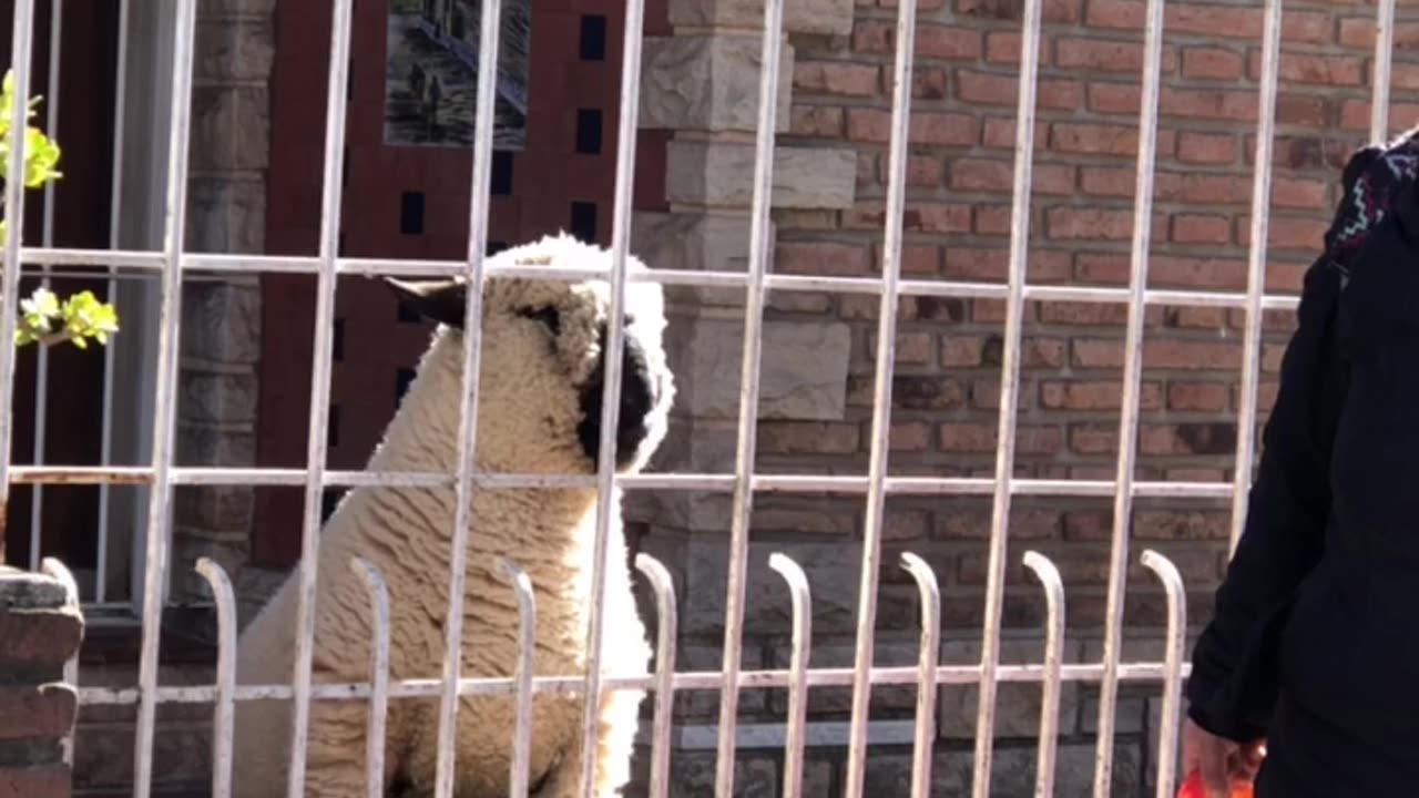 Stopping to Pet the Lamb