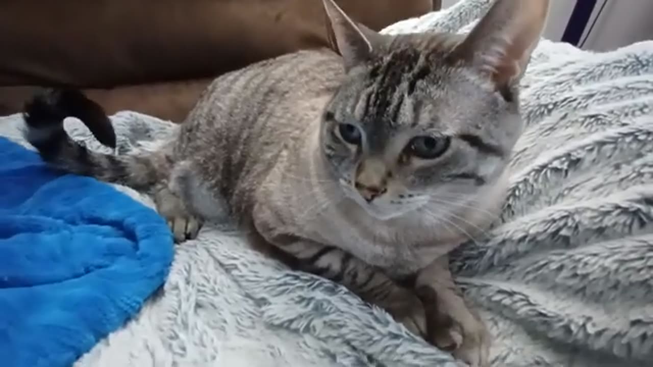 Relax Mode: Watch This Cat Unwind Like a Pro
