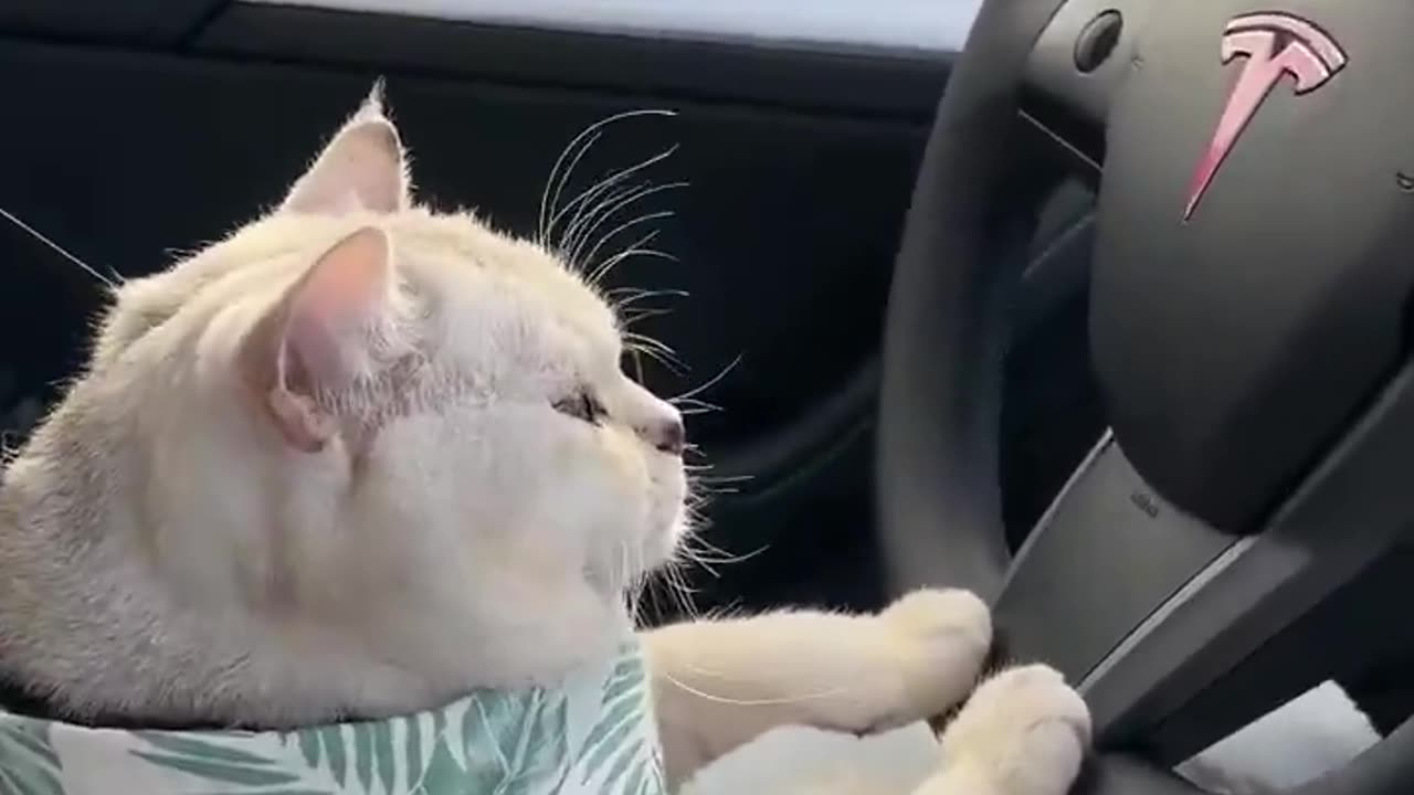 Now cats can drive @Tesla 😂