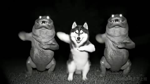 Dog's Comedy Videos 🤣 so cute videos and puppies comedy scenes 😂 so cute 🥰 🥰 🥰 🥰