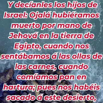 “El pan del cielo: La provisión de Dios en el desierto” Éxodo 16:3,4.#shortvideo #reels #youtube #yt
