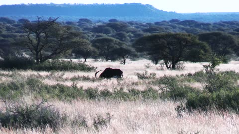 Hunting Sable in Africa. The Prince of Africa