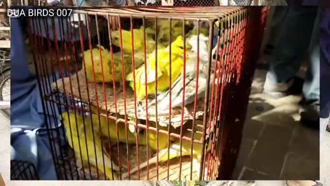 Karachi Birds market 16/11/25