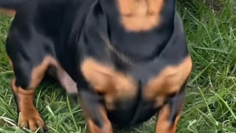 Im Gangsta Yo'😭🤣😂