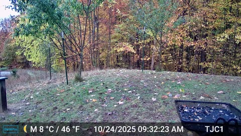 Red-Bellied Woodpecker tongue