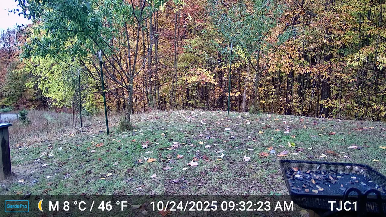Red-Bellied Woodpecker tongue