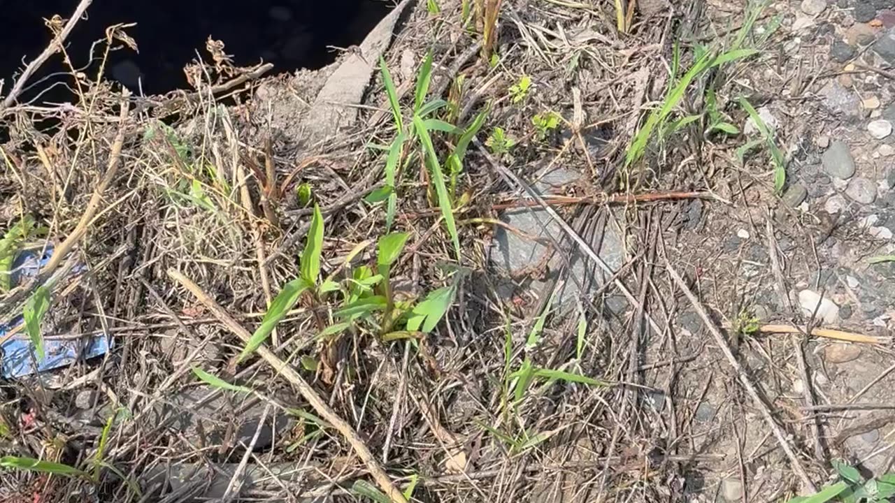 Construction Workers Use an Excavator to Rescue Deer