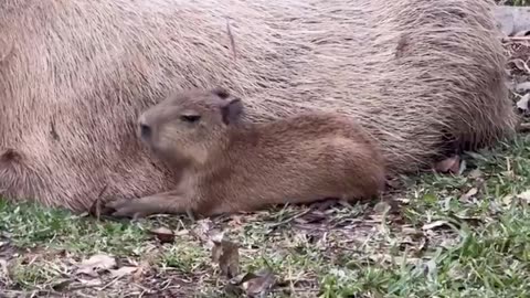 Tupi the baby capybara is settling in for their morning nap 🥰😍