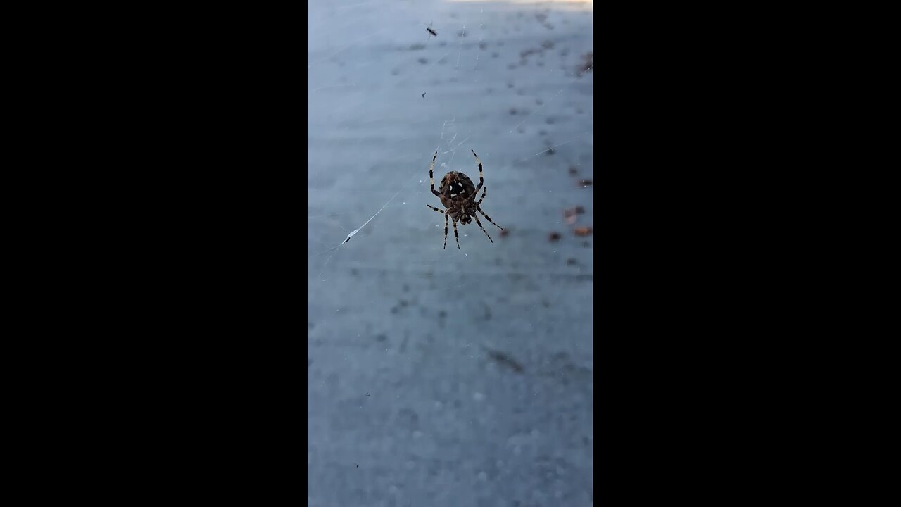 mr spider, goodbye little spider