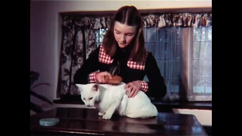 A Cat With Connections