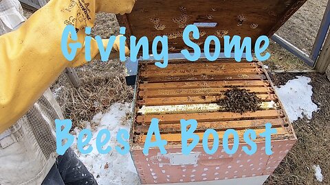 Beekeeping: Late Winter Feeding