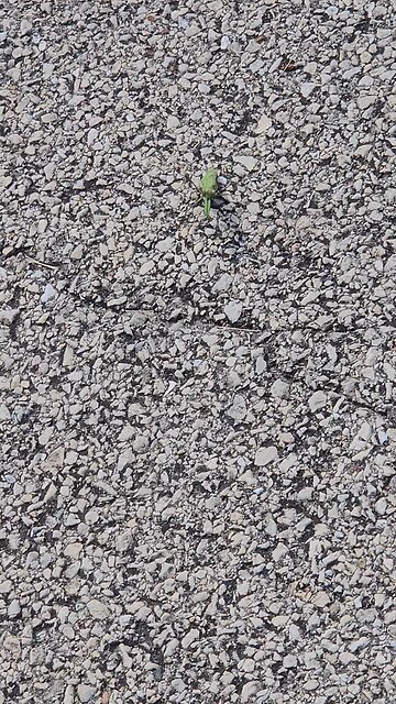 A Smaller, Greener Praying Mantis