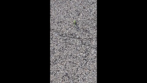 A Smaller, Greener Praying Mantis