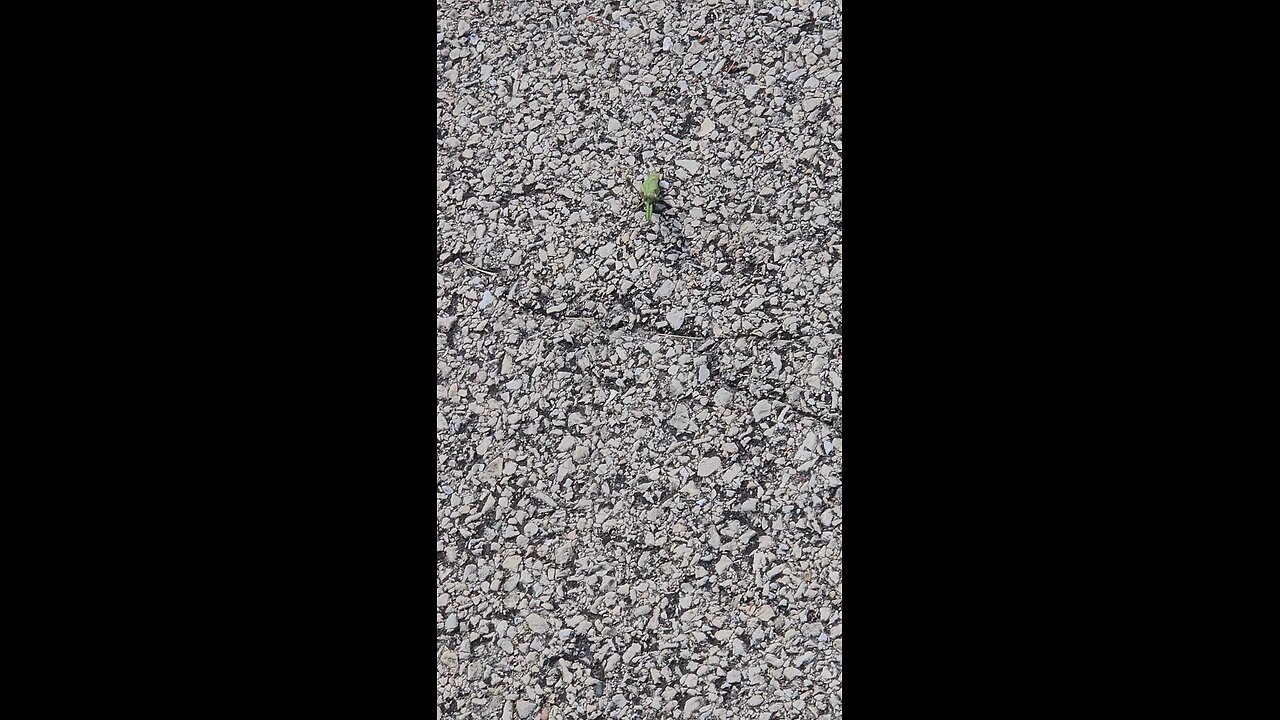 A Smaller, Greener Praying Mantis