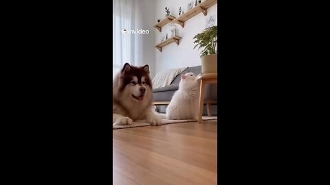 When the cat breaks the pot and BLAMES the dog 😭👉😼 Made by InVideo AI 🎬 🇺🇸 #PetDrama #Funny