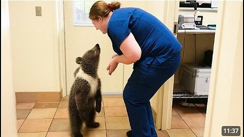 When Animals Who Totally Distract Vets During Checkups! 🤣 Funny Animal Reaction!
