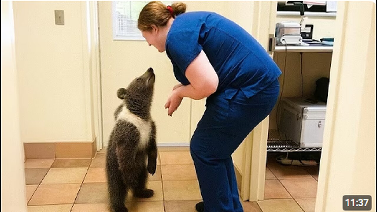 When Animals Who Totally Distract Vets During Checkups! 🤣 Funny Animal Reaction!