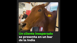 Una vaca irrumpe en un bar en la India durante el desayuno