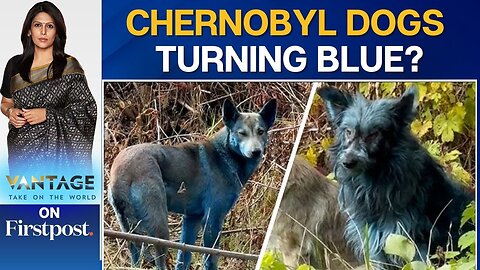 Mysterious Blue Dogs Spotted in Chernobyl Exclusion Zone in Ukraine | Vantage With Palki Sharma