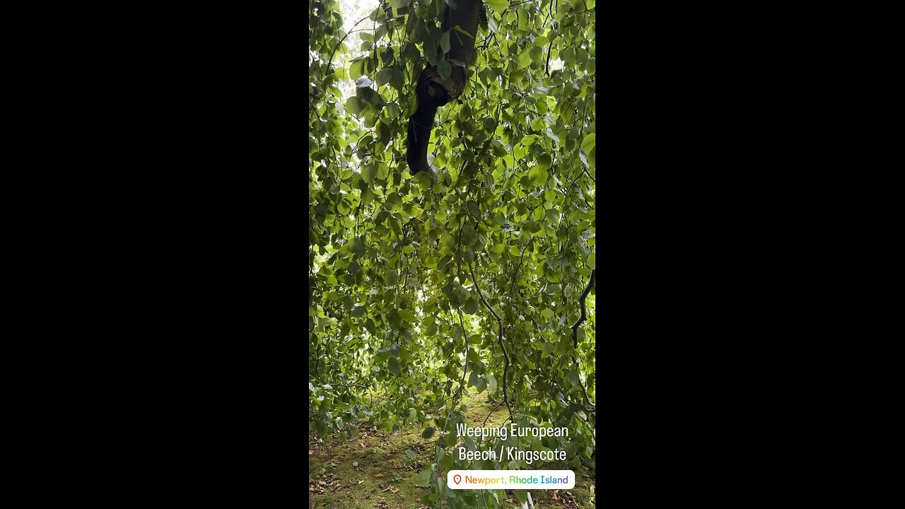 LOST IN TREE’S MAZE