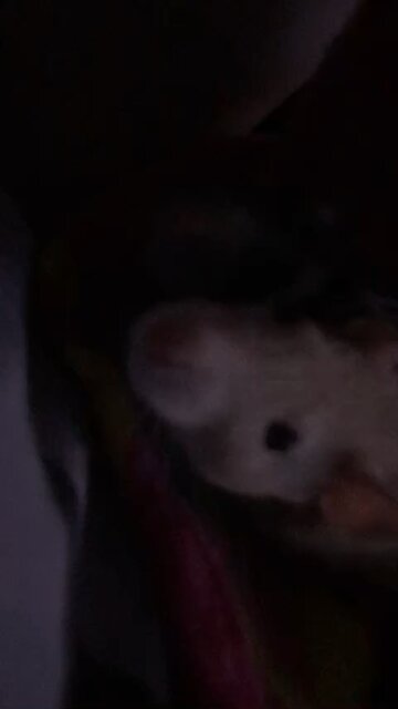 Curious Fancy Rats Check Out The World From Their Harness Inside The Pouch