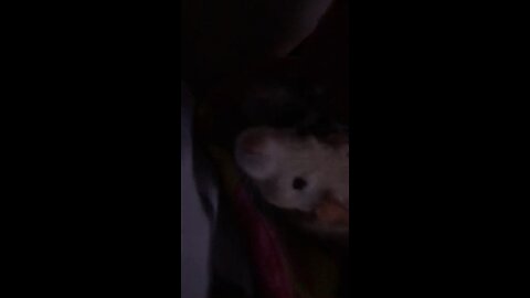 Curious Fancy Rats Check Out The World From Their Harness Inside The Pouch