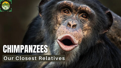Chimpanzee Species & Endangered Status | ANIMALS PEA