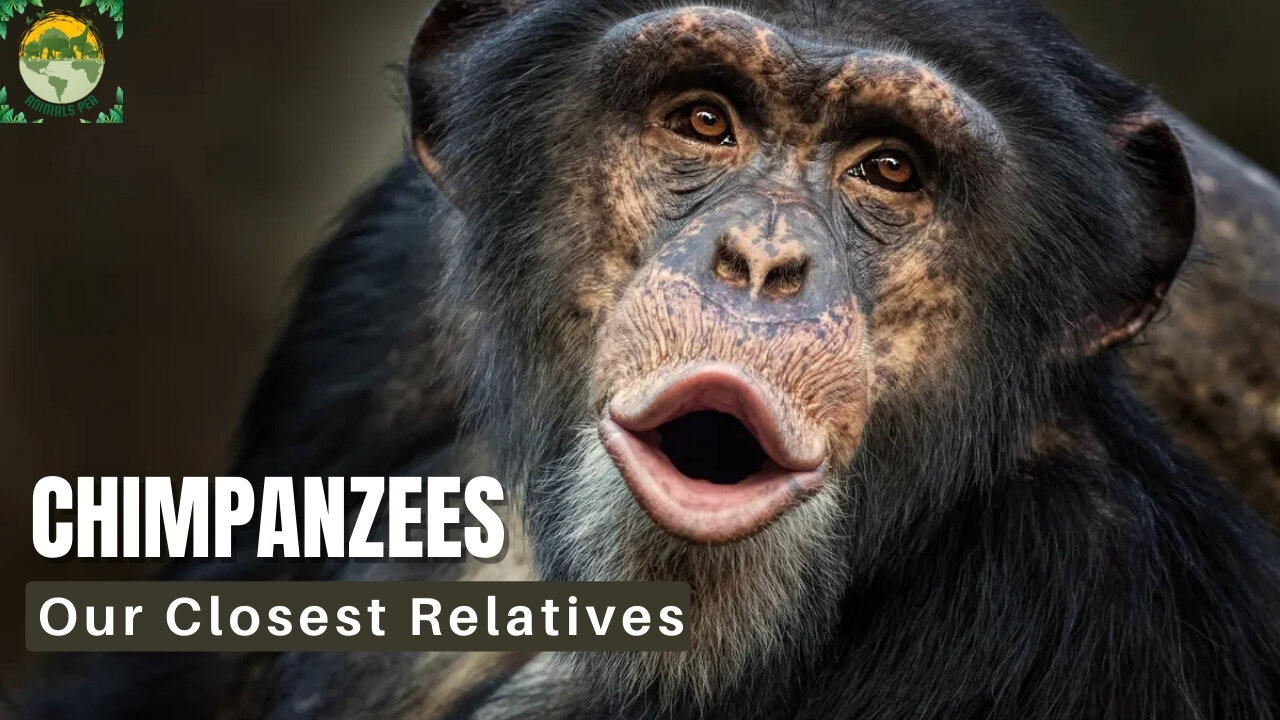 Chimpanzee Species & Endangered Status | ANIMALS PEA