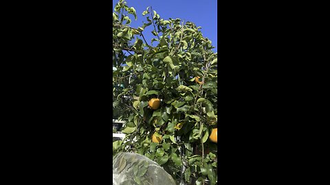 Asian pear fruit tree. Giant Hosui pear.