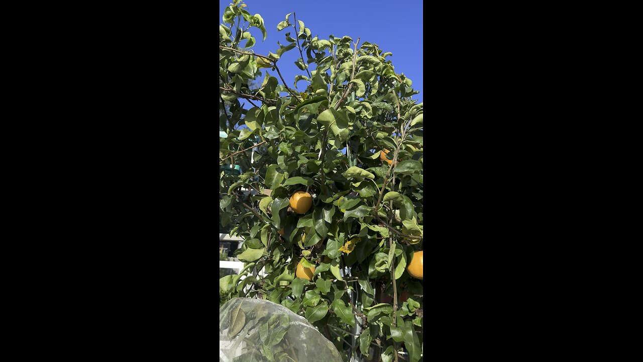 Asian pear fruit tree. Giant Hosui pear.