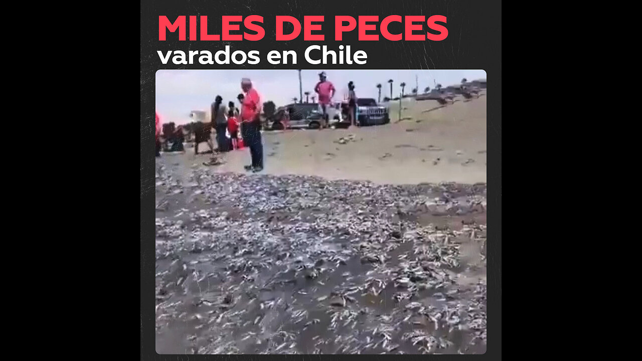 Encuentran miles de peces varados en playa chilena