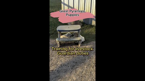 Our Great Pyrenees puppies are always playing or training to fulfill their livestock guardian duties