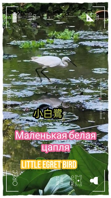 Little Egret Bird !