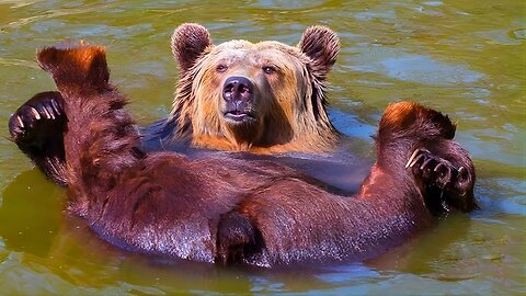 🌟 Silly Bears Acting Like Comedians 😂 | 2025’s Most Hilarious Animal Comedy Video | Watch & LOL